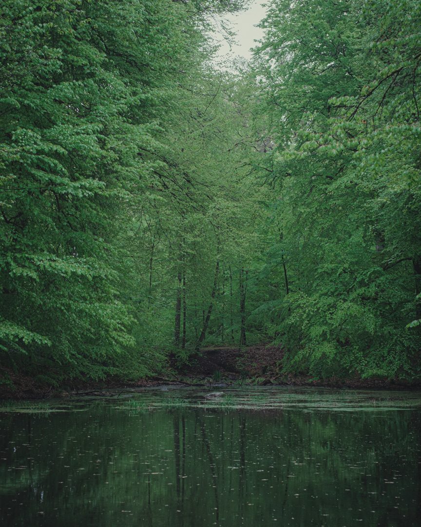 Green forest reflected in still water